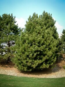 Сосна Чёрная (Pinus Nigra) купить по цене от 270.00р. в интернет-магазине «Посадика» с доставкой почтой в в Ханты-Мансийске и по всей России – [изображение №1].