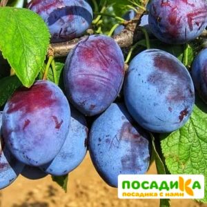 Слива Чачакская ранняя купить по цене от 229.00р. в интернет-магазине «Посадика» с доставкой почтой в в Ханты-Мансийске и по всей России – [изображение №1].