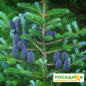 Пихта корейская (Abies koreana) купить по цене от 450.00р. в интернет-магазине «Посадика» с доставкой почтой в в Ханты-Мансийске и по всей России – [изображение №1].