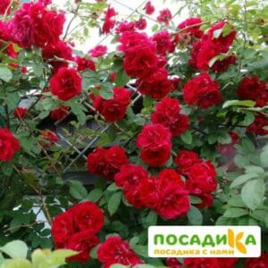 Роза плетистая Амадеус купить по цене от 399.00р. в интернет-магазине «Посадика» с доставкой почтой в в Ханты-Мансийске и по всей России – [изображение №1].