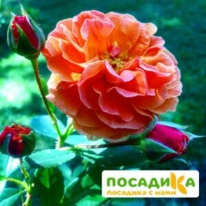 Роза Арабия купить по цене от 350.00р. в интернет-магазине «Посадика» с доставкой почтой в в Ханты-Мансийске и по всей России – [изображение №1].