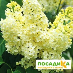 Сирень Примроуз (Primrose) купить по цене от 529.00р. в интернет-магазине «Посадика» с доставкой почтой в в Ханты-Мансийске и по всей России – [изображение №1].