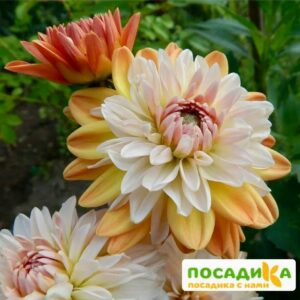 Георгина Коуп де Солейл (декоративная) купить по цене от 400р. в интернет-магазине «Посадика» с доставкой почтой в в Ханты-Мансийске и по всей России – [изображение №1].