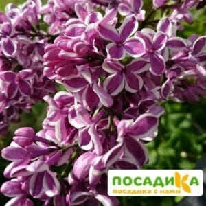 Сирень Сенсация купить по цене от 529.00р. в интернет-магазине «Посадика» с доставкой почтой в в Ханты-Мансийске и по всей России – [изображение №1].