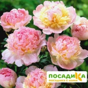 Пион Распберри Сандей (Paeonia Raspberry Sundae) купить по цене от 959р. в интернет-магазине «Посадика» с доставкой почтой в в Ханты-Мансийске и по всей России – [изображение №1].