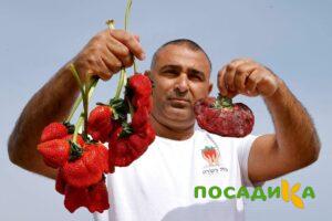 Клубника Гигант Джорнея купить по цене от 266р. в интернет-магазине «Посадика» с доставкой почтой в в Ханты-Мансийске и по всей России – [изображение №1].