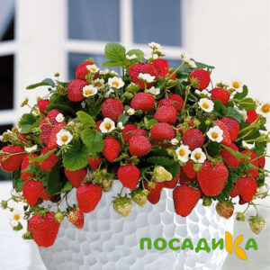 Клубника Рубиновый Шепот (горшечная) купить по цене от 240р. в интернет-магазине «Посадика» с доставкой почтой в в Ханты-Мансийске и по всей России – [изображение №1].