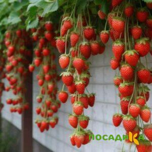 Клубника вьющаяся Комплимент купить по цене от 470р. в интернет-магазине «Посадика» с доставкой почтой в в Ханты-Мансийске и по всей России – [изображение №1].