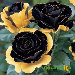 Роза Ханни Сикл купить по цене от 700р. в интернет-магазине «Посадика» с доставкой почтой в в Ханты-Мансийске и по всей России – [изображение №1].