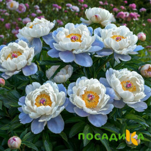 Пион акварельный Этюд купить по цене от 806р. в интернет-магазине «Посадика» с доставкой почтой в в Ханты-Мансийске и по всей России – [изображение №1].