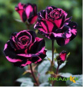 Роза Багровый Шепот купить по цене от 366р. в интернет-магазине «Посадика» с доставкой почтой в в Ханты-Мансийске и по всей России – [изображение №1].