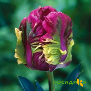 Тюльпан Экзотик Хэвен купить по цене от 186р. в интернет-магазине «Посадика» с доставкой почтой в в Ханты-Мансийске и по всей России – [изображение №1].