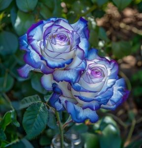 Роза Пэтолз Хоуп купить по цене от 333р. в интернет-магазине «Посадика» с доставкой почтой в в Ханты-Мансийске и по всей России – [изображение №1].