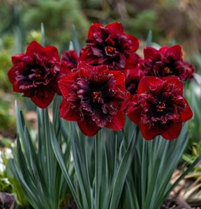 Нарцисс Сапфировый Бриз купить по цене от 3000р. в интернет-магазине «Посадика» с доставкой почтой в в Ханты-Мансийске и по всей России – [изображение №1].