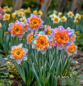 Нарцисс Айвери Дон купить по цене от 3000р. в интернет-магазине «Посадика» с доставкой почтой в в Ханты-Мансийске и по всей России – [изображение №1].