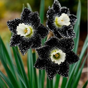 Нарцисс Кассата купить по цене от 372р. в интернет-магазине «Посадика» с доставкой почтой в в Ханты-Мансийске и по всей России – [изображение №1].