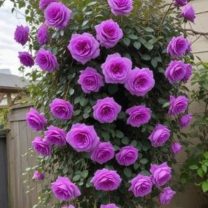 Роза Мистик Уайт купить по цене от 620р. в интернет-магазине «Посадика» с доставкой почтой в в Ханты-Мансийске и по всей России – [изображение №1].