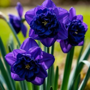 Нарцисс Арт Нуво купить по цене от 378р. в интернет-магазине «Посадика» с доставкой почтой в в Ханты-Мансийске и по всей России – [изображение №1].