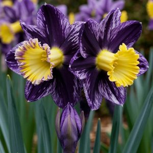 Нарцисс Акропоис купить по цене от 382р. в интернет-магазине «Посадика» с доставкой почтой в в Ханты-Мансийске и по всей России – [изображение №1].