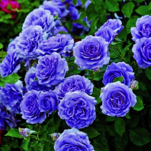 Роза Блю Мун купить по цене от 450р. в интернет-магазине «Посадика» с доставкой почтой в в Ханты-Мансийске и по всей России – [изображение №1].