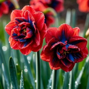 Нарцисс Эрличе купить по цене от 386р. в интернет-магазине «Посадика» с доставкой почтой в в Ханты-Мансийске и по всей России – [изображение №1].