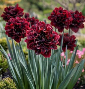 Нарцисс Малиновая Вуаль купить по цене от 3000р. в интернет-магазине «Посадика» с доставкой почтой в в Ханты-Мансийске и по всей России – [изображение №1].