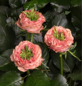 Роза Амбер Инчант купить по цене от 495р. в интернет-магазине «Посадика» с доставкой почтой в в Ханты-Мансийске и по всей России – [изображение №1].