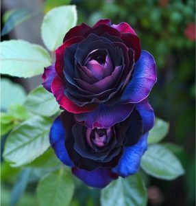 Роза Скарлет Рэвери купить по цене от 489р. в интернет-магазине «Посадика» с доставкой почтой в в Ханты-Мансийске и по всей России – [изображение №1].