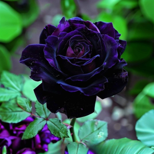 Роза Блэк Пантер купить по цене от 319р. в интернет-магазине «Посадика» с доставкой почтой в в Ханты-Мансийске и по всей России – [изображение №1].