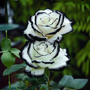 Роза Силк Ивин купить по цене от 319р. в интернет-магазине «Посадика» с доставкой почтой в в Ханты-Мансийске и по всей России – [изображение №1].