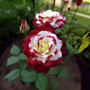 Роза Роял Глом купить по цене от 401р. в интернет-магазине «Посадика» с доставкой почтой в в Ханты-Мансийске и по всей России – [изображение №1].