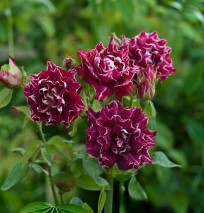 Роза Опаловый Пейзаж купить по цене от 490р. в интернет-магазине «Посадика» с доставкой почтой в в Ханты-Мансийске и по всей России – [изображение №1].