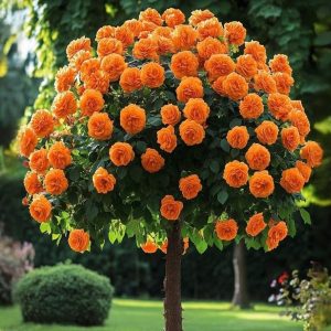 Роза Солнечный Шарм купить по цене от 349р. в интернет-магазине «Посадика» с доставкой почтой в в Ханты-Мансийске и по всей России – [изображение №1].