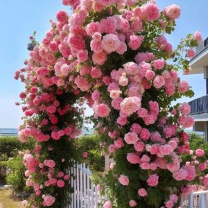 Роза Пастель Розе купить по цене от 605р. в интернет-магазине «Посадика» с доставкой почтой в в Ханты-Мансийске и по всей России – [изображение №1].