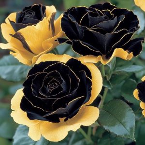 Роза Ханни Сикл купить по цене от 700р. в интернет-магазине «Посадика» с доставкой почтой в в Ханты-Мансийске и по всей России – [изображение №1].