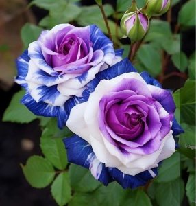 Роза Айвори Каскад купить по цене от 420р. в интернет-магазине «Посадика» с доставкой почтой в в Ханты-Мансийске и по всей России – [изображение №1].