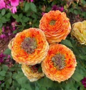 Роза Золотой Мираж купить по цене от 420р. в интернет-магазине «Посадика» с доставкой почтой в в Ханты-Мансийске и по всей России – [изображение №1].