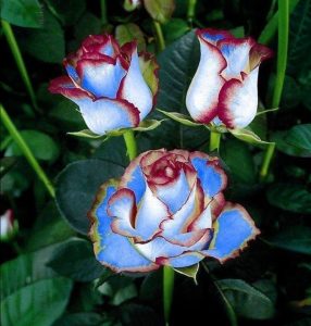 Роза Сафайер Пэтл купить по цене от 450р. в интернет-магазине «Посадика» с доставкой почтой в в Ханты-Мансийске и по всей России – [изображение №1].