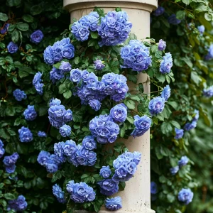 Роза плетистая Блю Перпл купить по цене от 540р. в интернет-магазине «Посадика» с доставкой почтой в в Ханты-Мансийске и по всей России – [изображение №1].